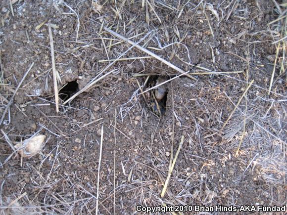 San Diego Gopher Snake (Pituophis catenifer annectens)