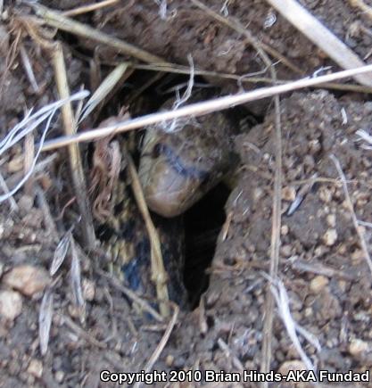 San Diego Gopher Snake (Pituophis catenifer annectens)