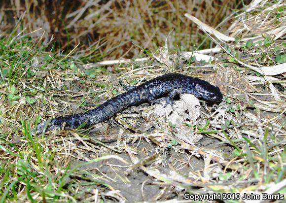 Blue-spotted Salamander (Ambystoma laterale)