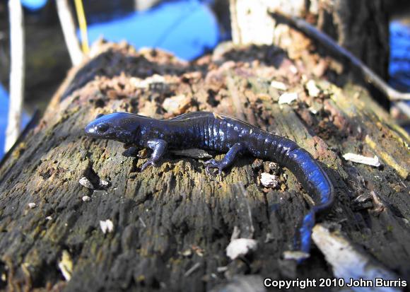 Blue-spotted Salamander (Ambystoma laterale)