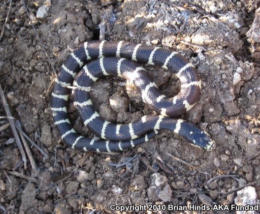 California Kingsnake (Lampropeltis getula californiae)