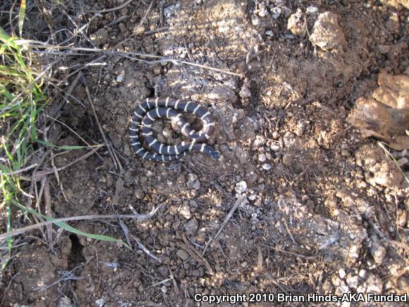 California Kingsnake (Lampropeltis getula californiae)