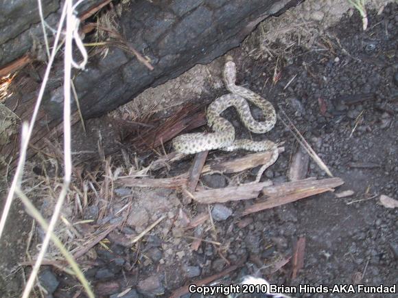 Pacific Gopher Snake (Pituophis catenifer catenifer)