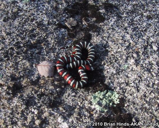 San Bernardino Mountain Kingsnake (Lampropeltis zonata parvirubra)