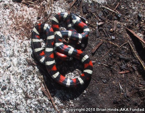 Sierra Mountain Kingsnake (Lampropeltis zonata multicincta)