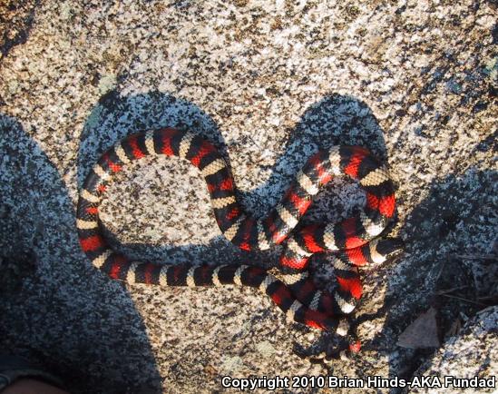 Sierra Mountain Kingsnake (Lampropeltis zonata multicincta)