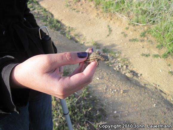 Western Side-blotched Lizard (Uta stansburiana elegans)