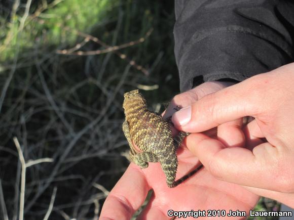 Granite Spiny Lizard (Sceloporus orcutti)