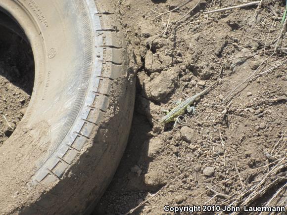 Western Side-blotched Lizard (Uta stansburiana elegans)