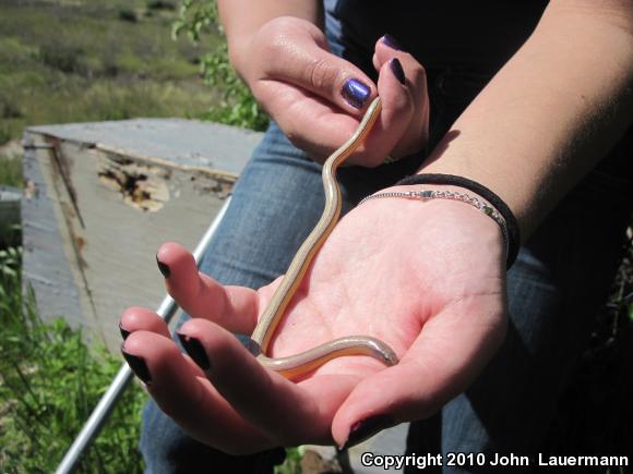 California Legless Lizard (Anniella pulchra)