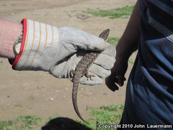 San Diego Alligator Lizard (Elgaria multicarinata webbii)