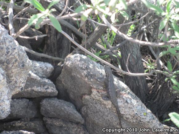 Great Basin Fence Lizard (Sceloporus occidentalis longipes)