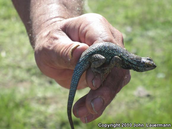 Great Basin Fence Lizard (Sceloporus occidentalis longipes)