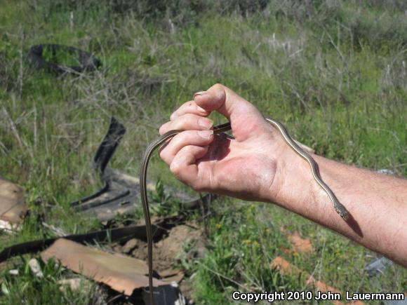 California Striped Racer (Coluber lateralis lateralis)