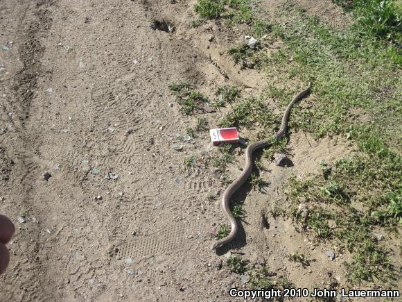 Coastal Rosy Boa (Lichanura trivirgata roseofusca)