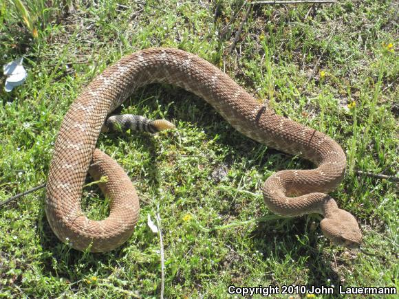 Red Diamond Rattlesnake (Crotalus ruber)