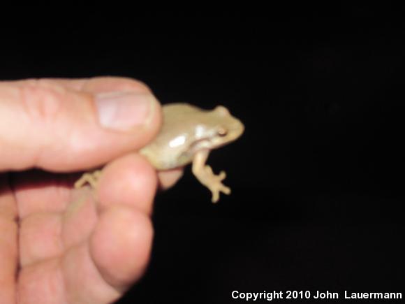 Baja California Treefrog (Pseudacris hypochondriaca)