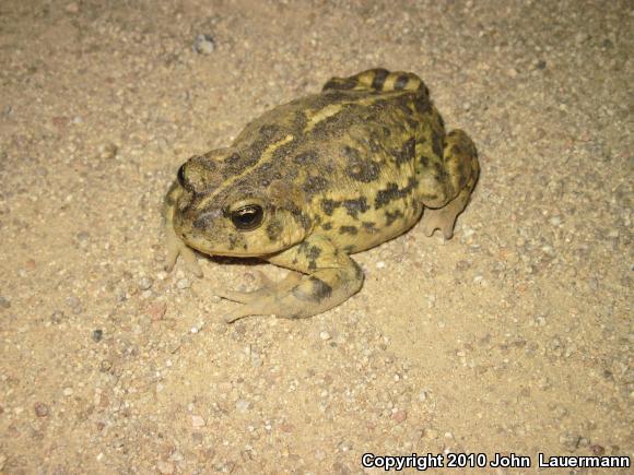 Southern California Toad (Anaxyrus boreas halophilus)