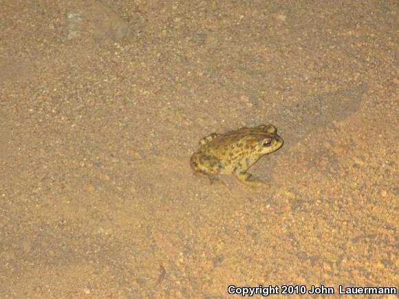 Southern California Toad (Anaxyrus boreas halophilus)