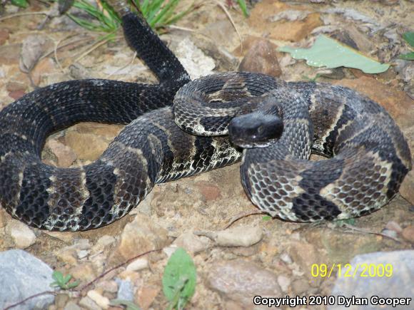 Timber Rattlesnake (Crotalus horridus)