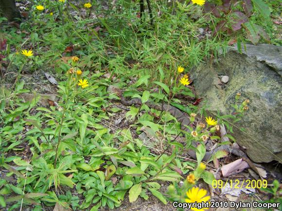 Northern  Copperhead (Agkistrodon contortrix mokasen)