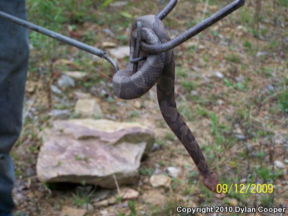 Northern  Copperhead (Agkistrodon contortrix mokasen)