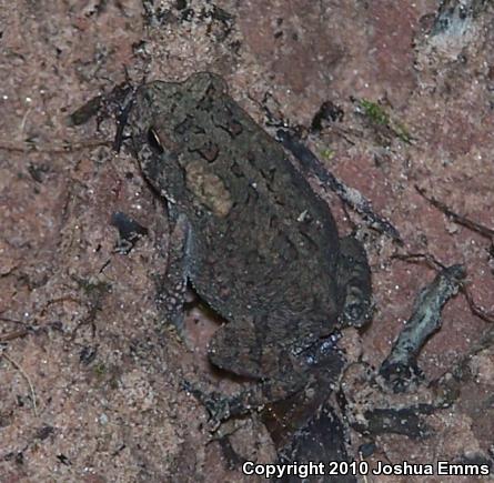 Dwarf American Toad (Anaxyrus americanus charlesmithi)