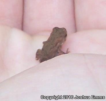 Dwarf American Toad (Anaxyrus americanus charlesmithi)