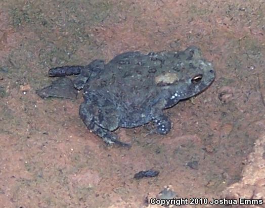 Dwarf American Toad (Anaxyrus americanus charlesmithi)