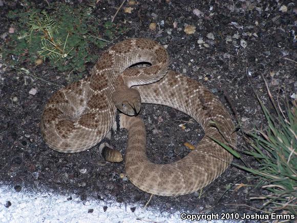 Western Diamond-backed Rattlesnake (Crotalus atrox)