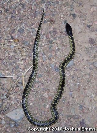 Desert Kingsnake (Lampropeltis getula splendida)