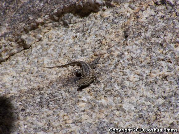 Western Side-blotched Lizard (Uta stansburiana elegans)