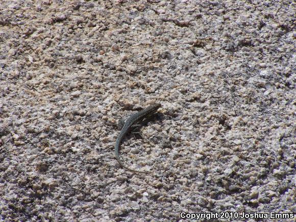 Western Side-blotched Lizard (Uta stansburiana elegans)