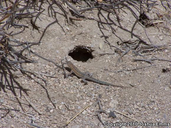 Western Side-blotched Lizard (Uta stansburiana elegans)