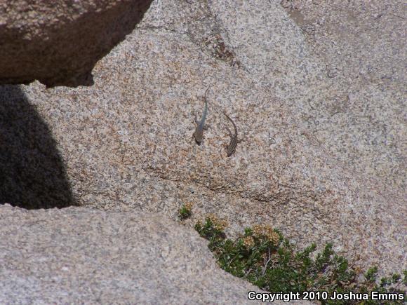 Western Side-blotched Lizard (Uta stansburiana elegans)