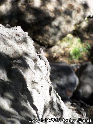 Great Basin Fence Lizard (Sceloporus occidentalis longipes)