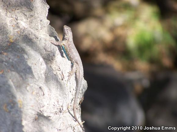 Great Basin Fence Lizard (Sceloporus occidentalis longipes)