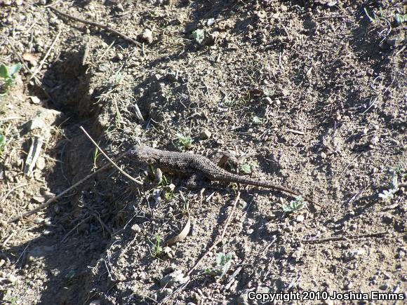 Great Basin Fence Lizard (Sceloporus occidentalis longipes)