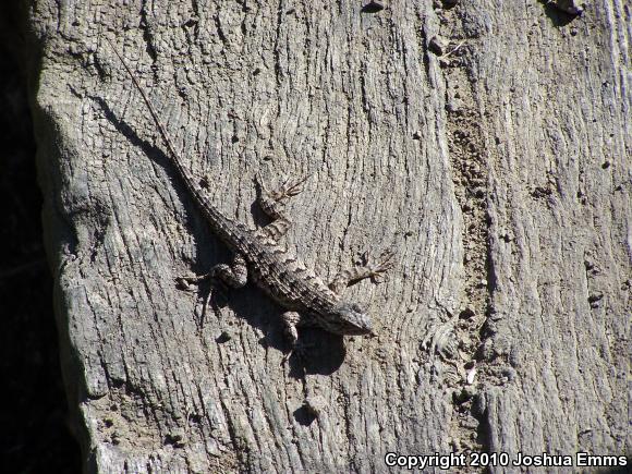 Great Basin Fence Lizard (Sceloporus occidentalis longipes)