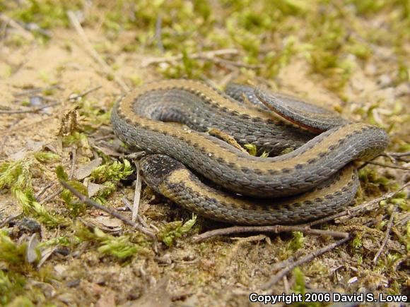 Red-bellied Snake (Storeria occipitomaculata)