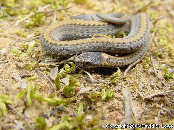 Red-bellied Snake (Storeria occipitomaculata)