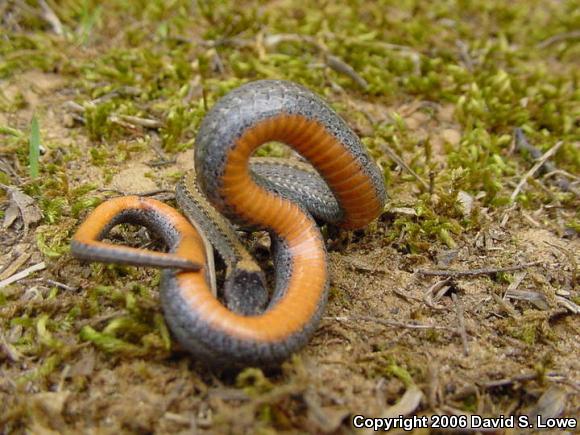 Red-bellied Snake (Storeria occipitomaculata)