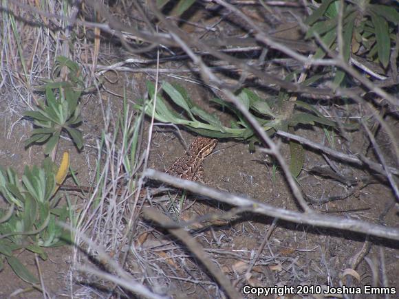 Western Side-blotched Lizard (Uta stansburiana elegans)