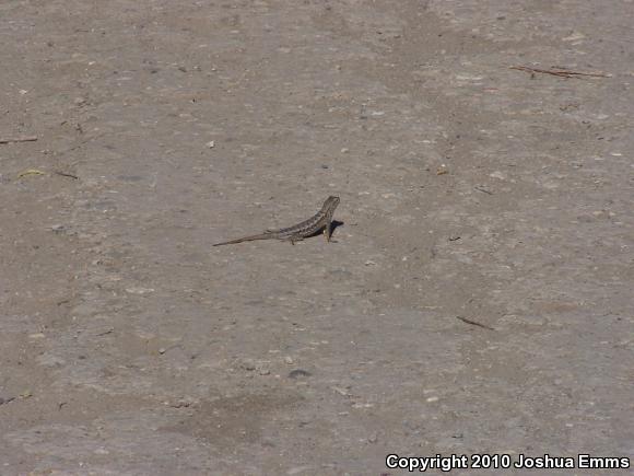 Great Basin Fence Lizard (Sceloporus occidentalis longipes)