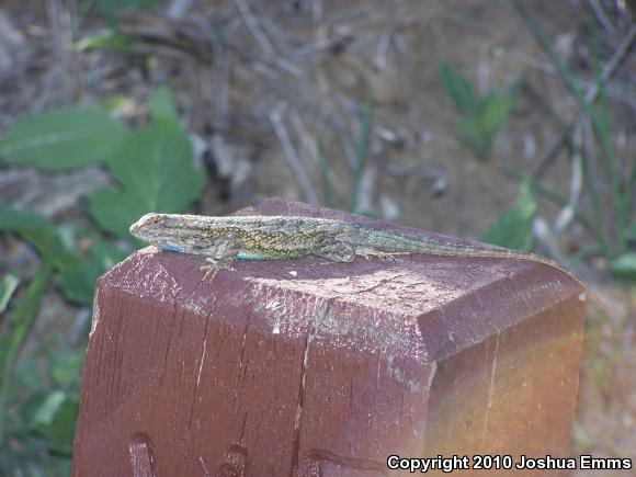 Great Basin Fence Lizard (Sceloporus occidentalis longipes)