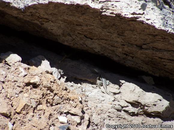 Plateau Fence Lizard (Sceloporus tristichus)