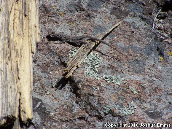 Smooth Tree Lizard (Urosaurus ornatus levis)