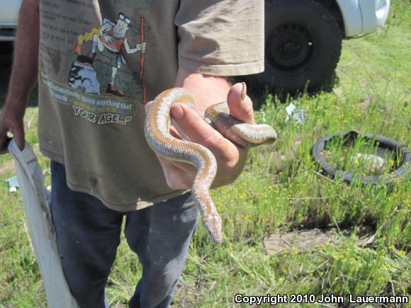 Coastal Rosy Boa (Lichanura trivirgata roseofusca)