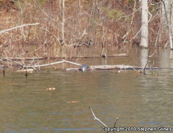 Eastern Painted Turtle (Chrysemys picta picta)