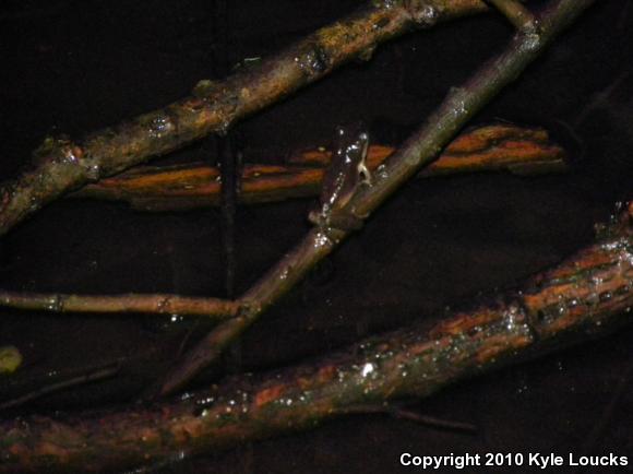 Spring Peeper (Pseudacris crucifer)